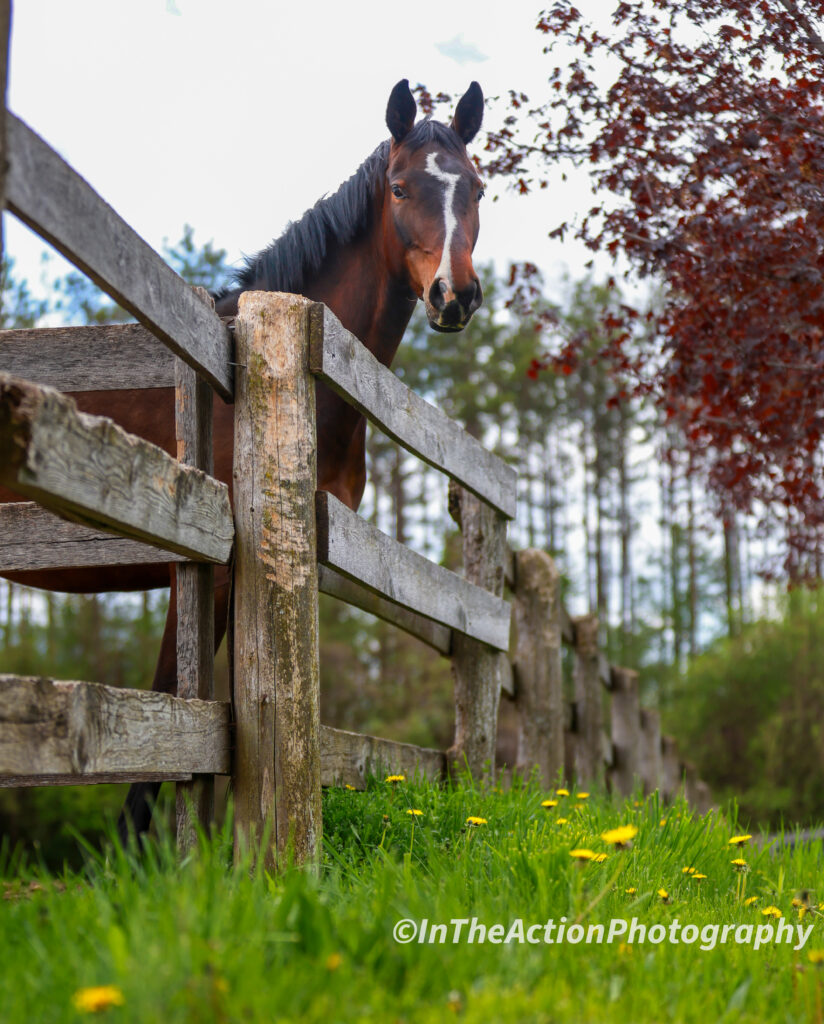 Horse and wooden fence